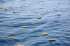 gal/Offshore/_thb_IMGP6112.jpg